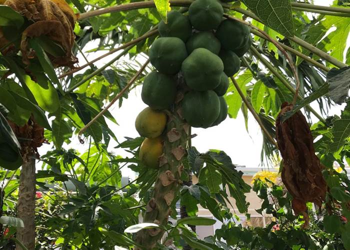 Iguane House villas & Micro Spa papayer du verger