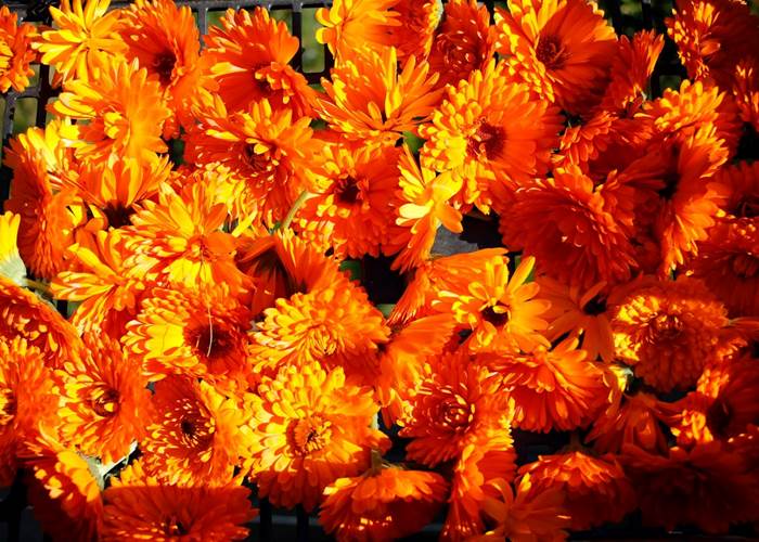 Calendula