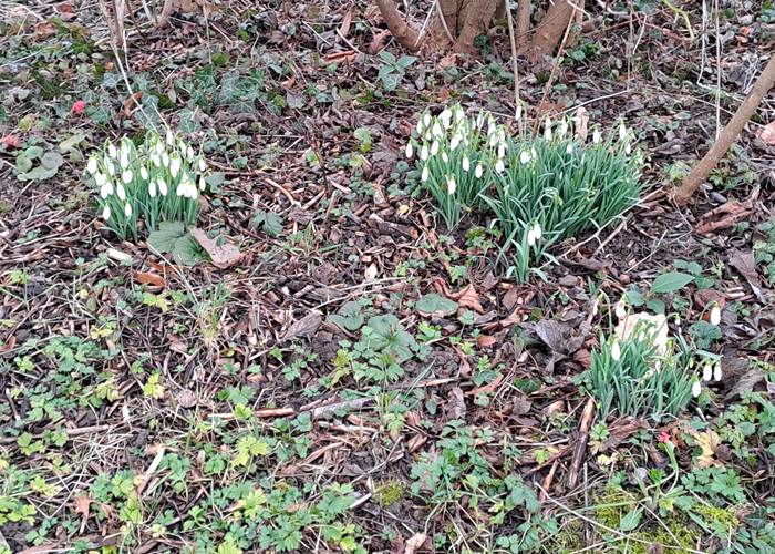 Perce-neiges
