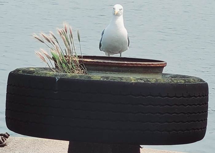 chambre-hotes-bretagne-cap-frehel-dinan