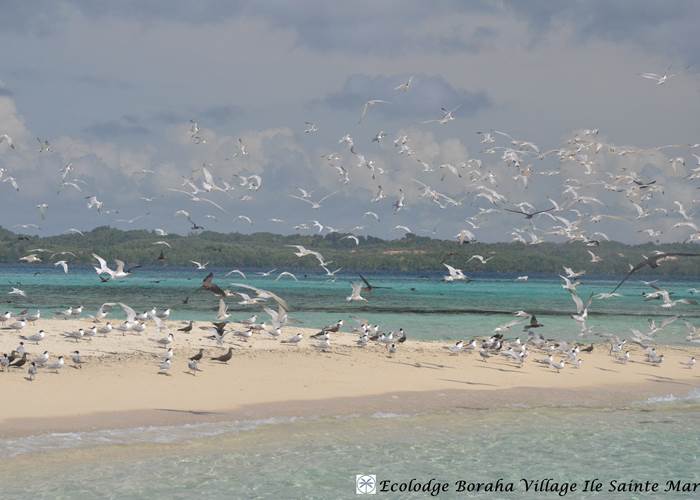Ilöts de Sable Ile Ste Marie Madagascar 21