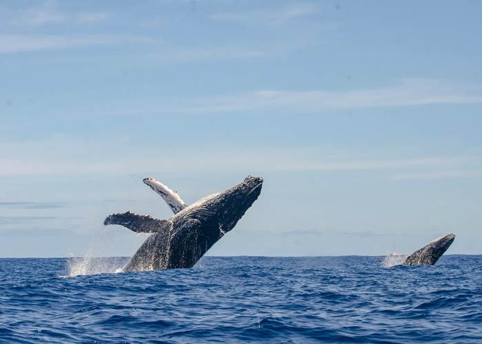 les baleines à bosse