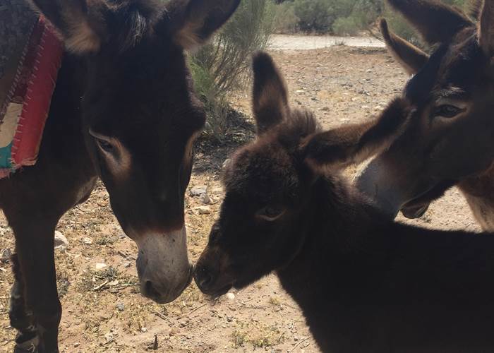 les anes  sur la piste