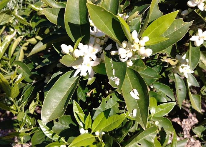 Quand la nature se réveille à Le Coq du Nord Mailhac