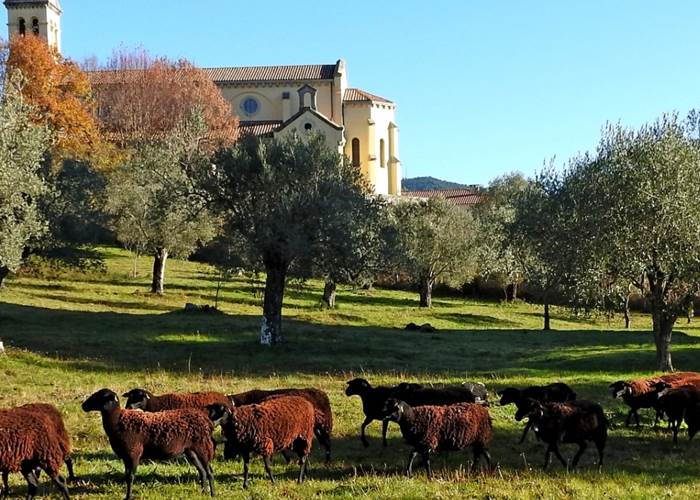 Pastoralisme à Sainte-Marie-Siché / Vallée de l'Ornano Corse