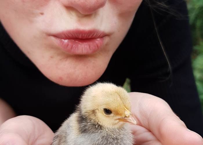 poussins