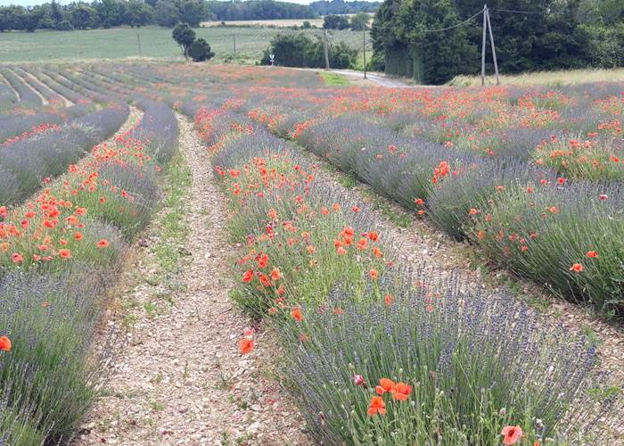 Champs de lavande à Sault juin 2021