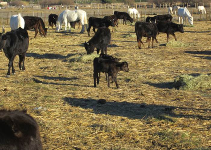 Taureaux et chevaux en pâturage