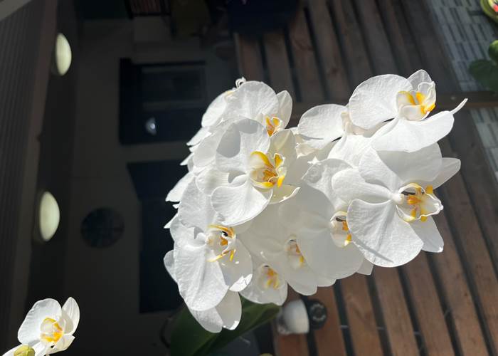 orchidée
