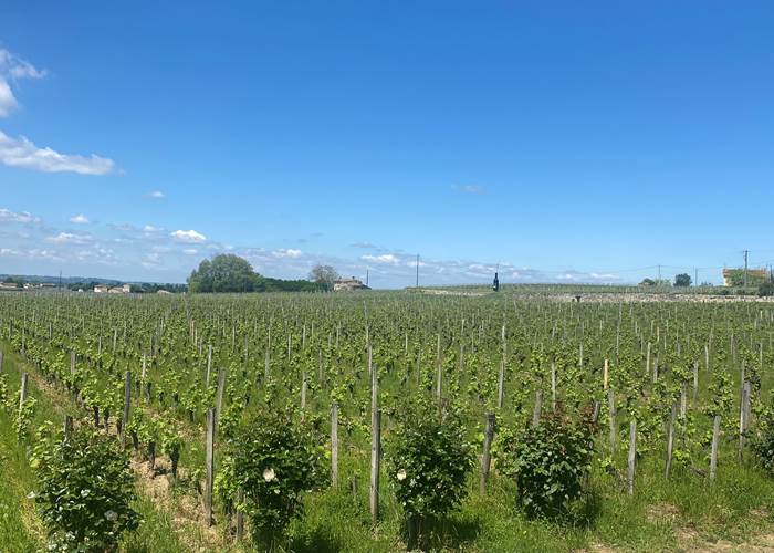 Vignoble-vin-grand-cru-Bordelais-Saint-Emilion