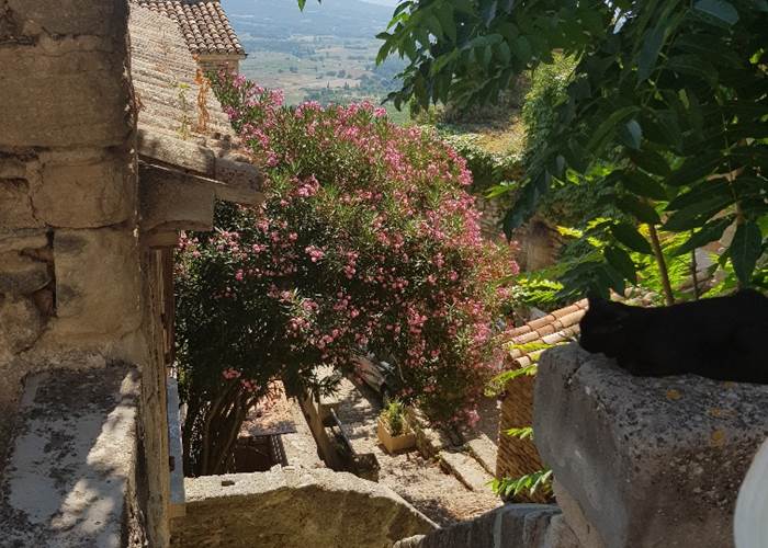 Gordes laurier rose sublime Provence