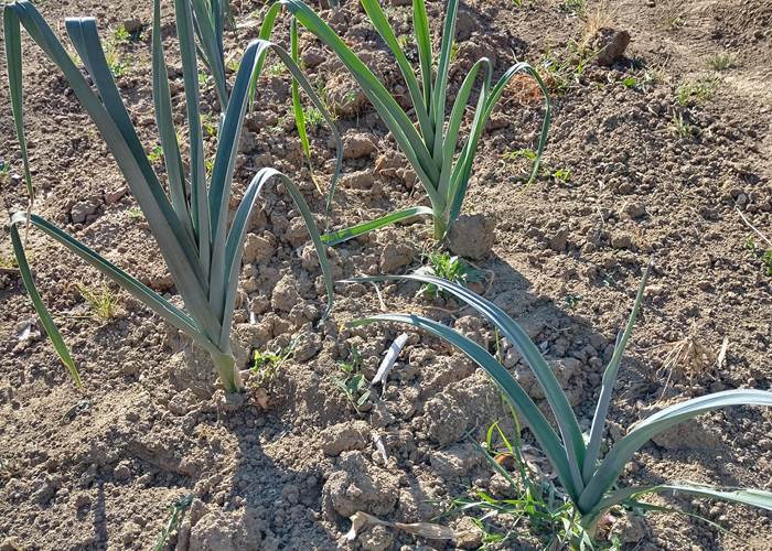 Légumes du potager "Le Coq du Nord -Mailhac"