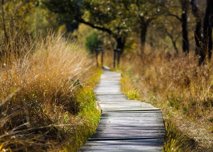 Sur les chemins d'Oléron