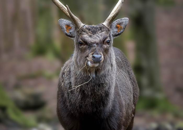 sika 2