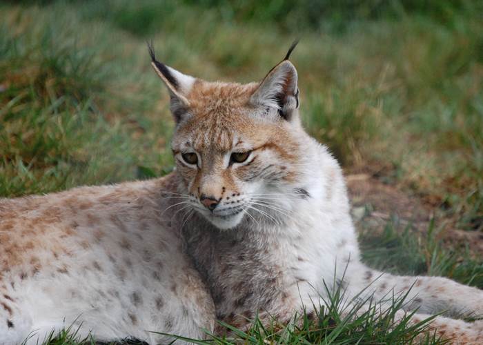 lynx2