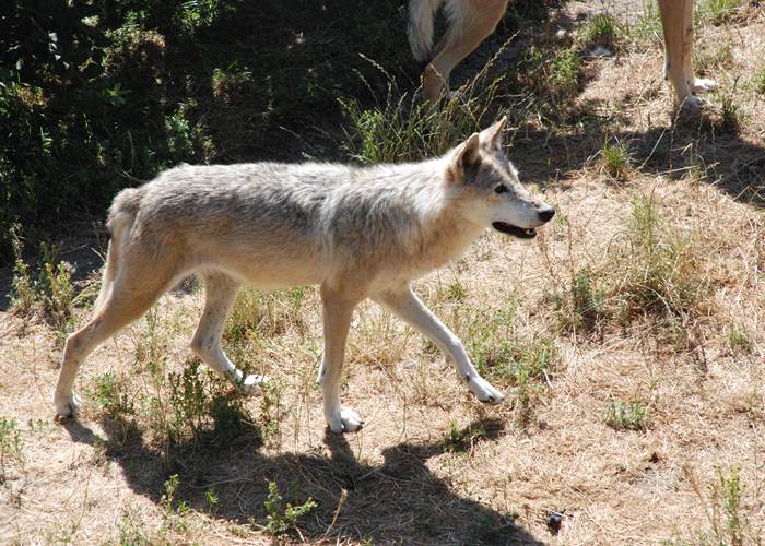 Les Chalets de la Margeride: Le Loup en recherche de son repas