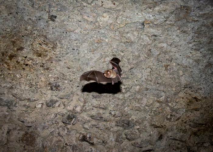 Chauves-souris-vole@PierreLeygonie