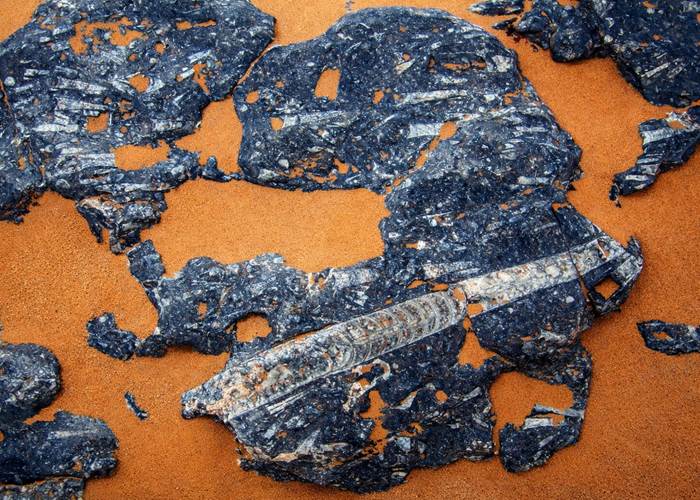 Les orthocères fossilisés dans la région d'Erfoud