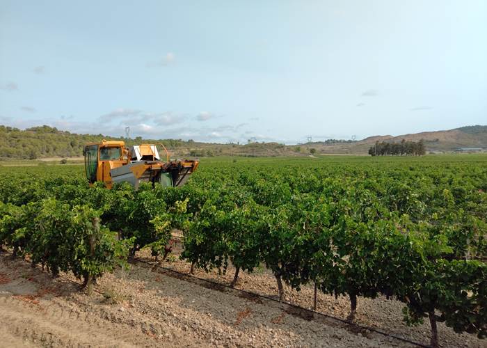 Petit déjeuner en observant les vendanges 🍇🍇🍇