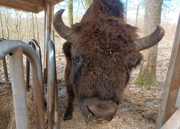 bisons 4