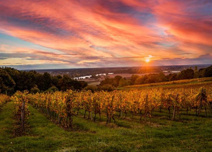 vigne au soleil couchant
