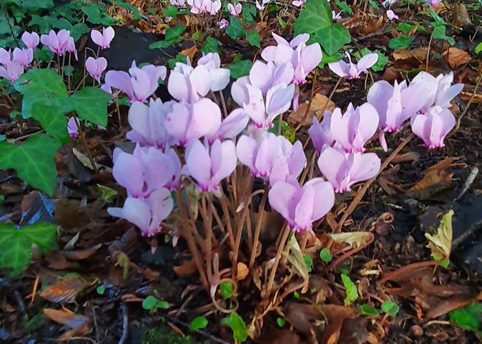 Cyclamens de Naples