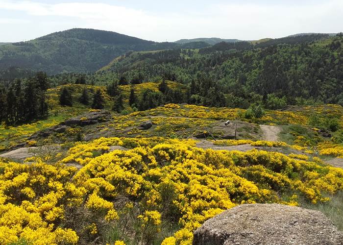 Chemin de randonnée en Margeride au milieu des genêts en fleur