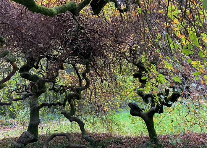 Le parc et ses arbres remarquables