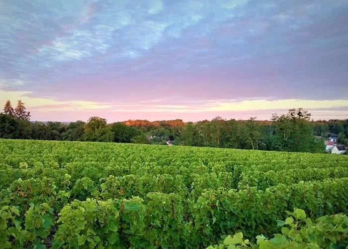 Vignes Domaine des Tabourelles