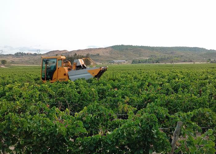Petit déjeuner en observant les vendanges 🍇🍇🍇