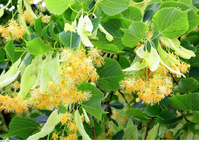 Tilleul en fleurs. Copyright. 4866--HOCQUEL_A_-_VPA-1600px