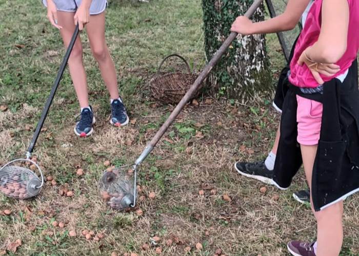 Les visiteurs s'essaient à la récolte manuelle des noix avec le rouleau