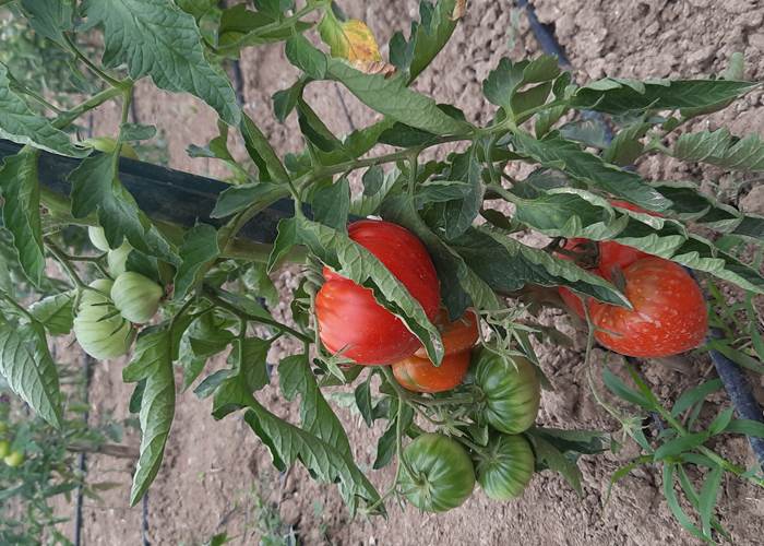 Le Coq du Nord - Mailhac et ses tomates du potager