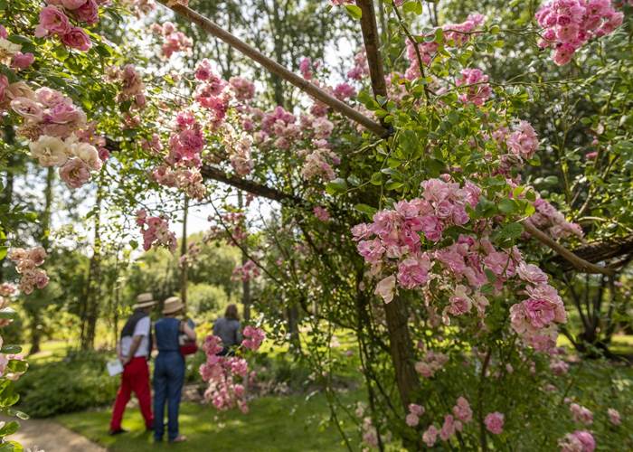Les chemins de la rose