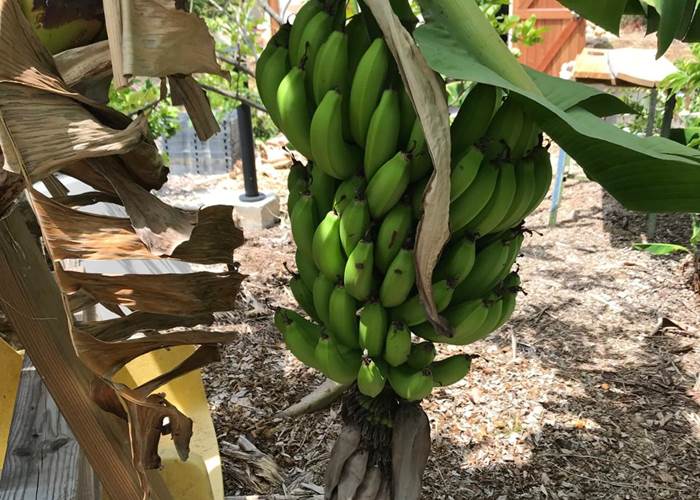 Iguane House villas & Micro Spa bananier du verger