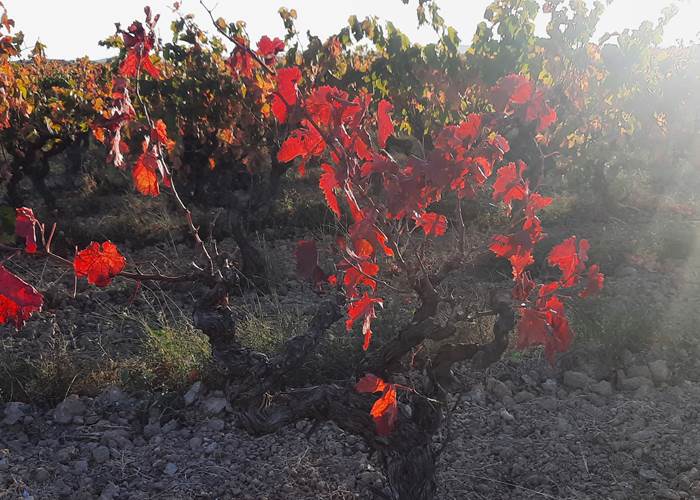 Vignes aux couleurs automnales