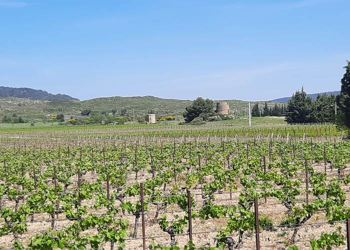 Vue sur les vignes 🍇🍇🍇
