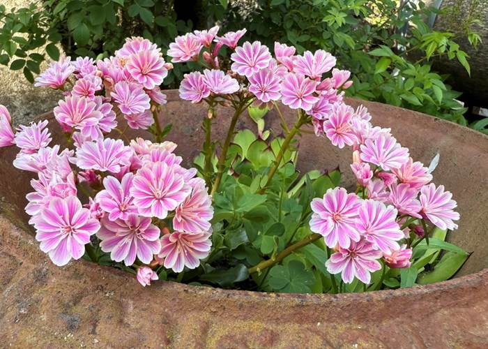 Fleurs de la Manufacture Royale de Bains