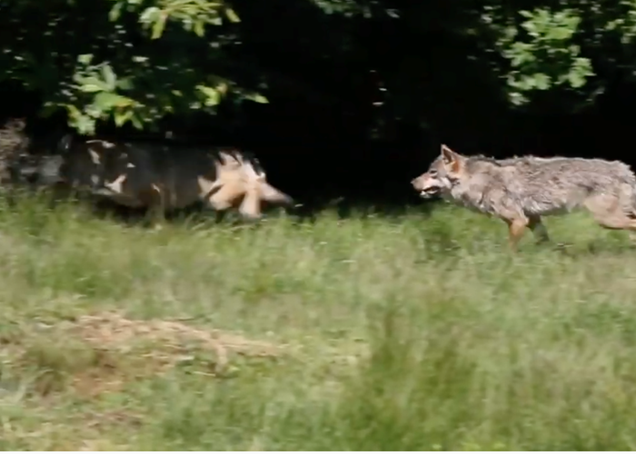 Parc animalier "Les loups de Chabrières" à Guéret-news