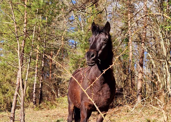 Notre ponette Prune