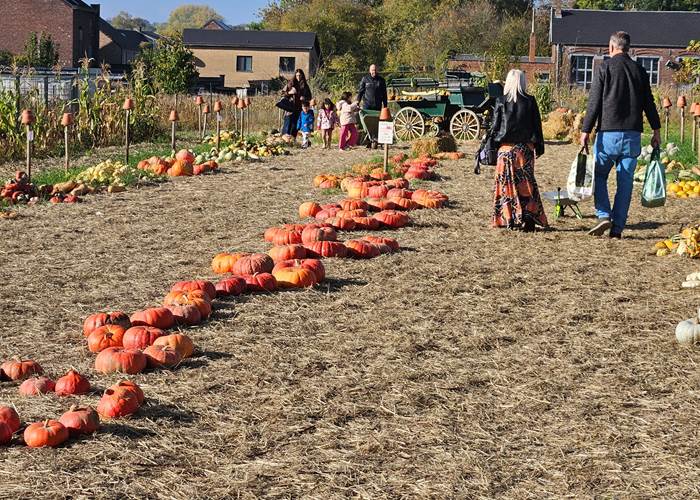 Citrouilles à Leernes