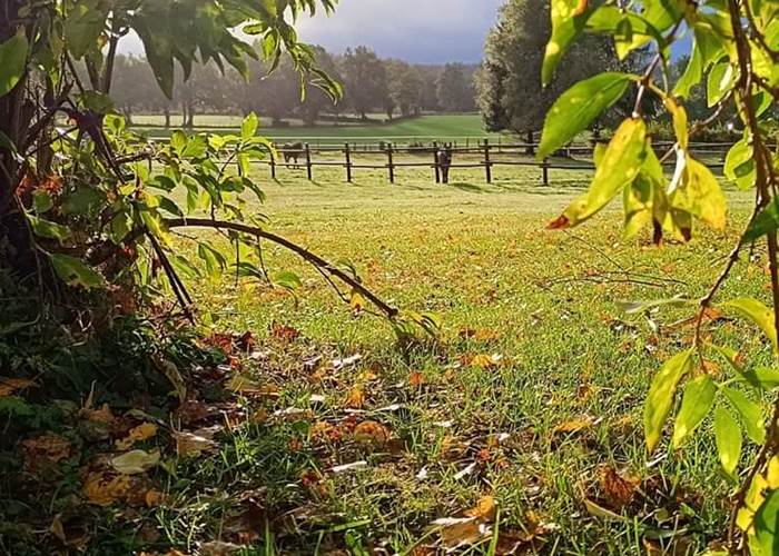 chambresdhotes-automne-vue-calme-arbres-hautecorreze