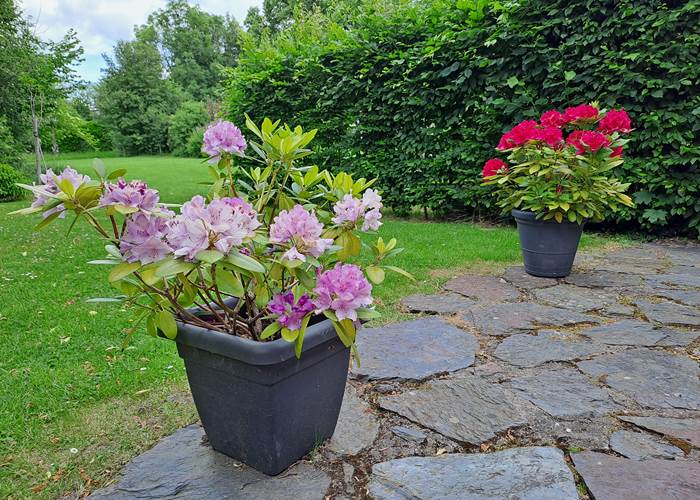 Rhododendrons sur la terrasse du gîte