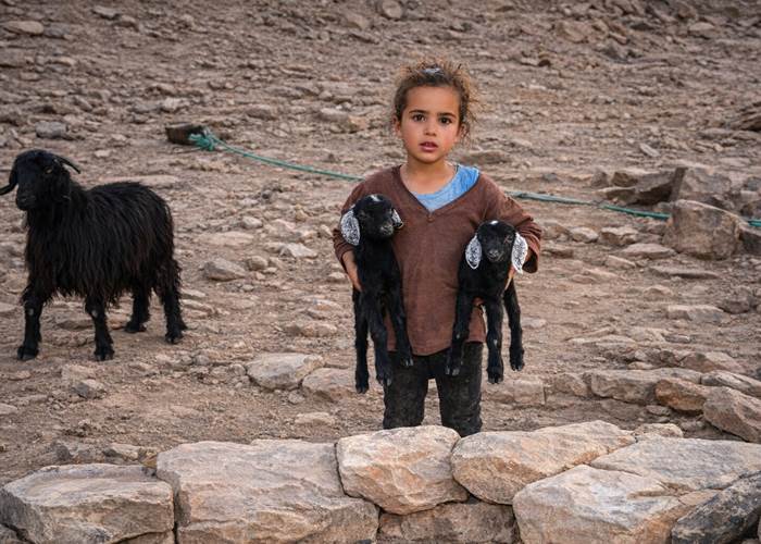 Une petite fille nomade ramène ses chevreaux