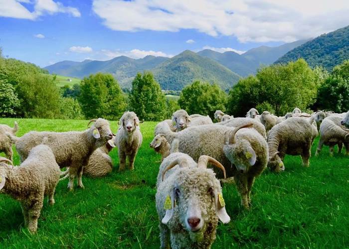 fermes-petits-producteurs-mohair