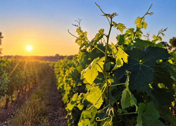 Feuilles de vigne au soleil couchant