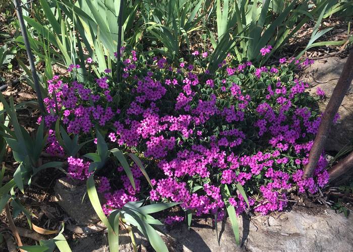 Les fleurs du jardin sont de sortie