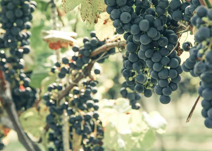 grappe vin