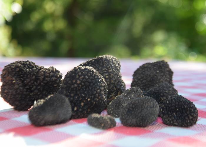 Un produit phare du Lot : la truffe