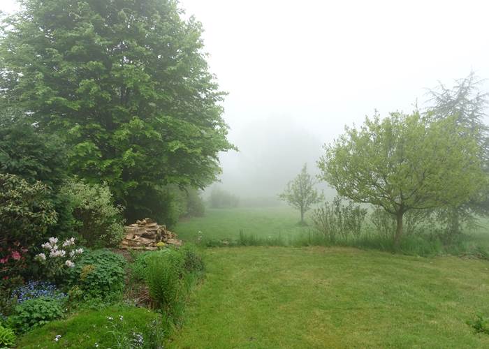 brouillard matinal
